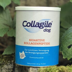 Collagile dog